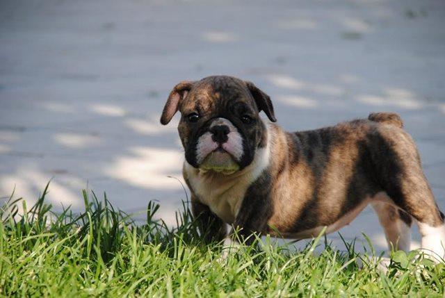 Engleski-buldog-
