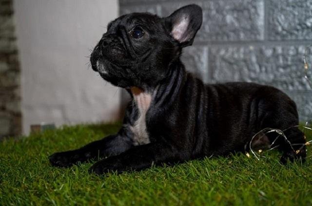 Francuski-buldog