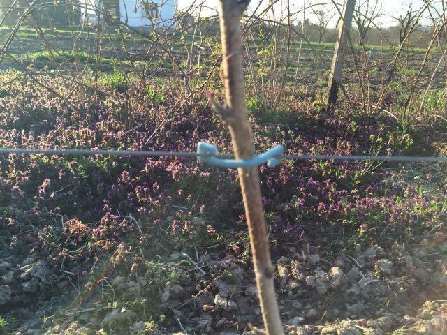Vezice-za-maline-