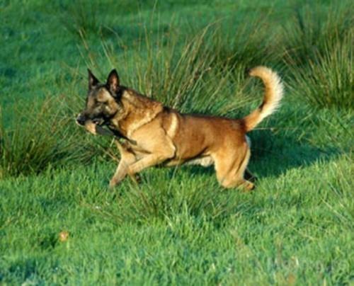 Malinoe stence