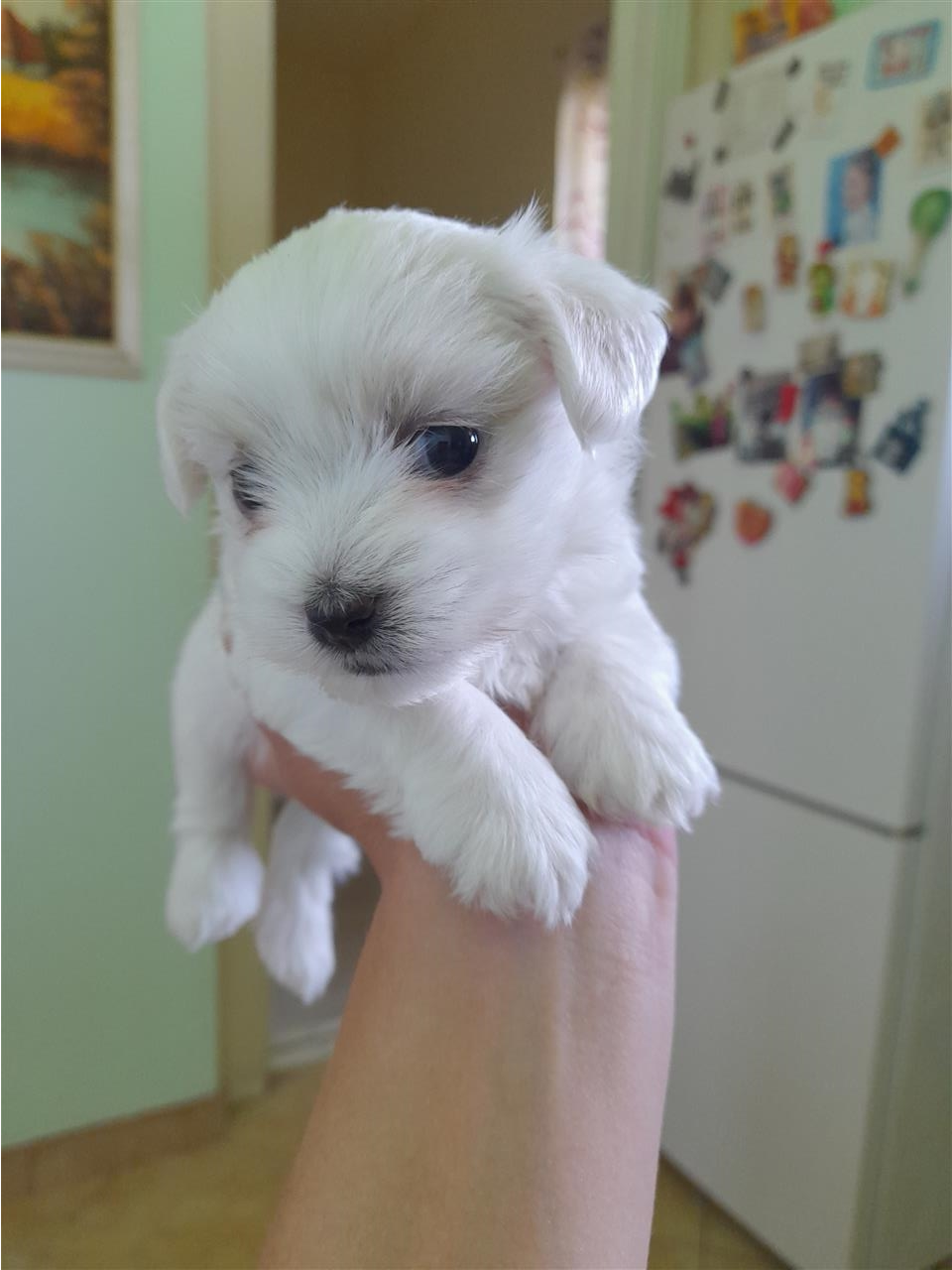 Mini-maltezeri-na-prodaju