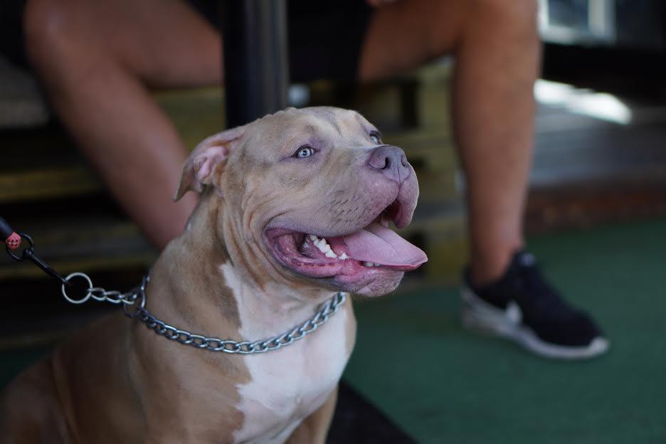 American-Bully-Pocket---Standard