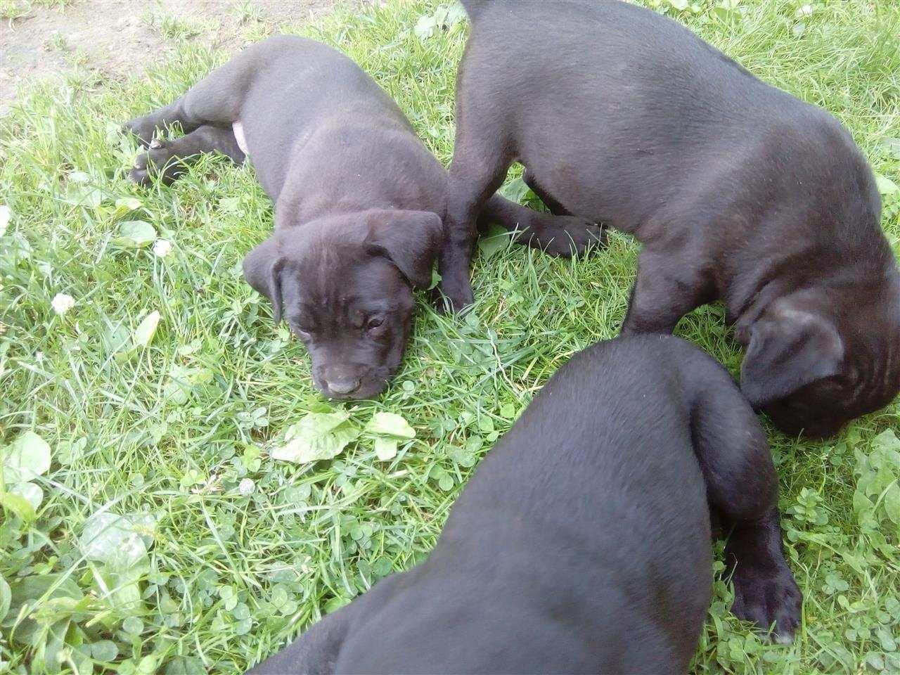 NA-PRODAJU-STENCI-CANE-CORSO