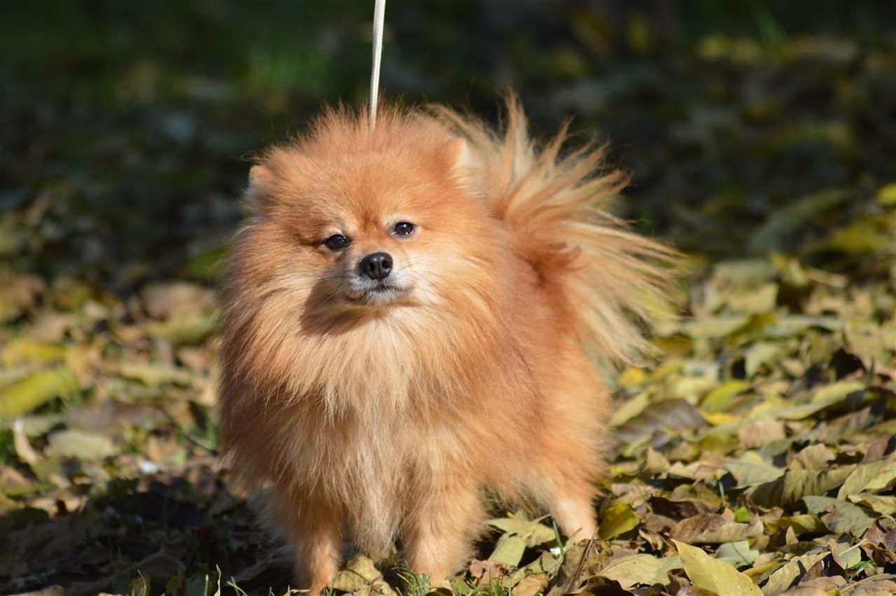 Pomeranski-spic