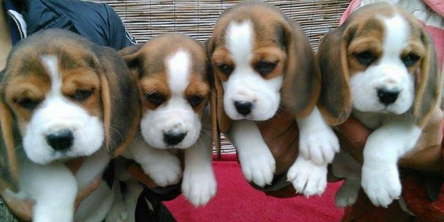Beagle, izuzetni stenci