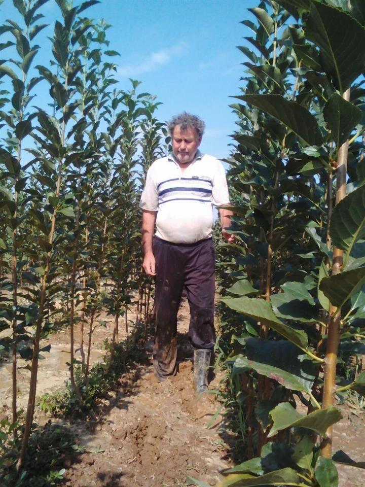 Sadnice-oblačinske-višnje