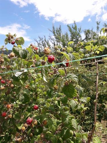 Berba maline