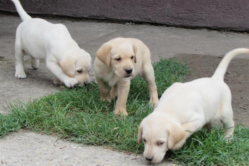 Labrador-retriver-stenad-