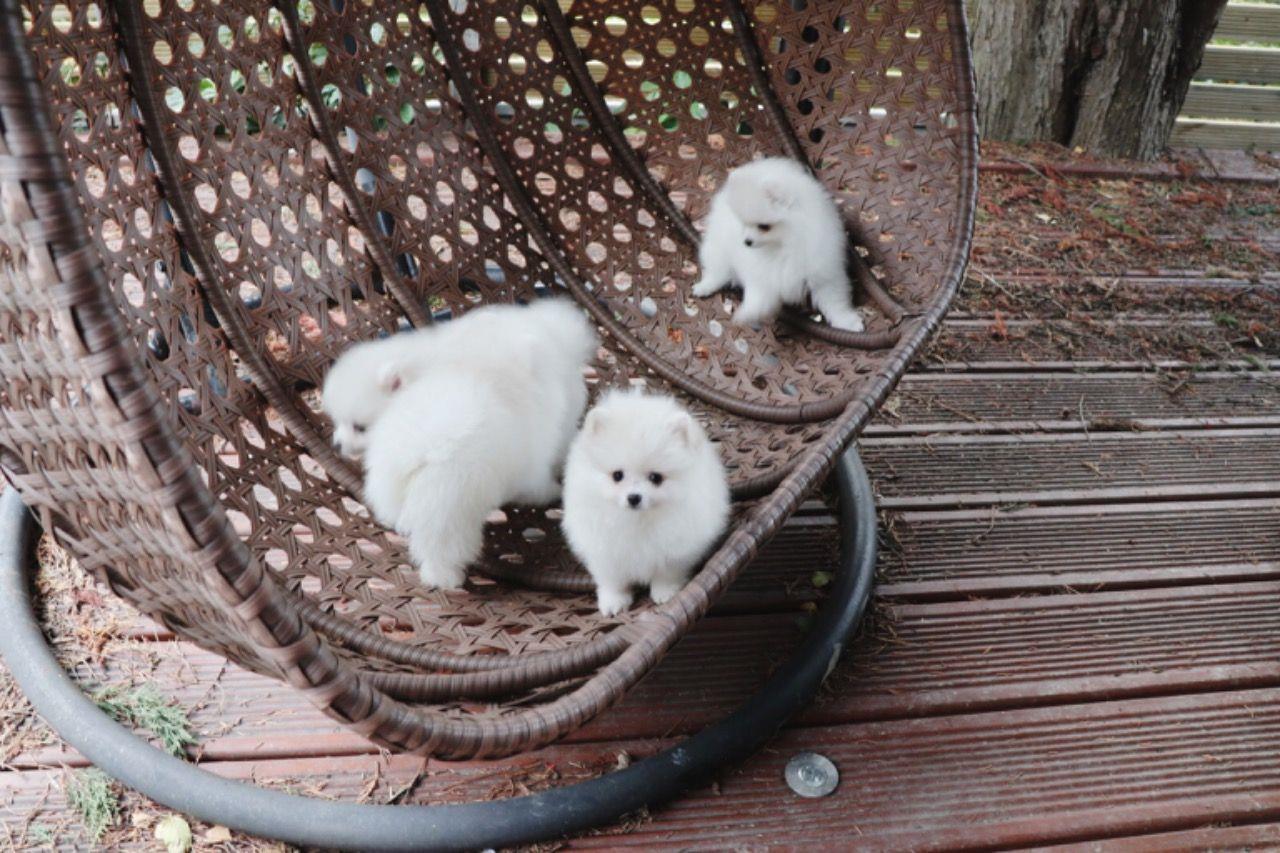 Pomeranian-štenad