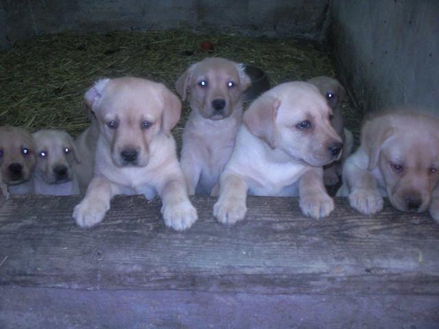 Labrador retriver,stenci