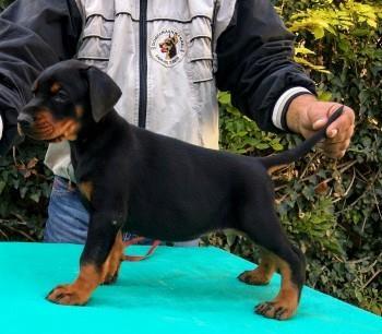 Doberman-štenad