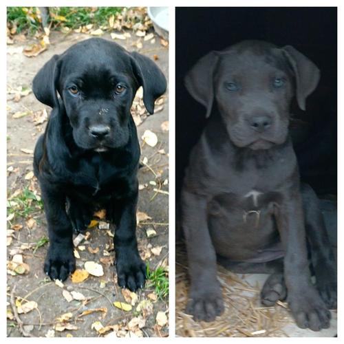 Cane Corso štenci