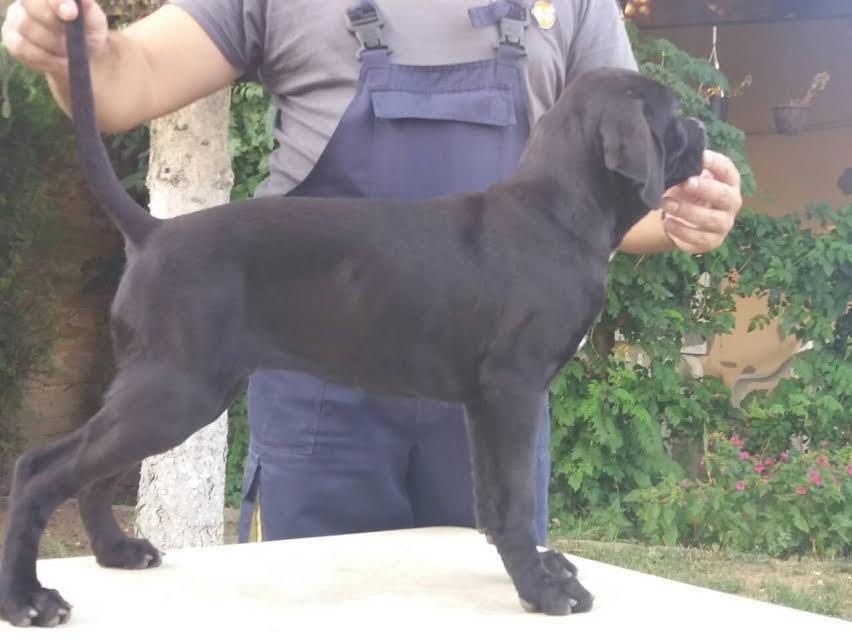 Cane-corso-stenci