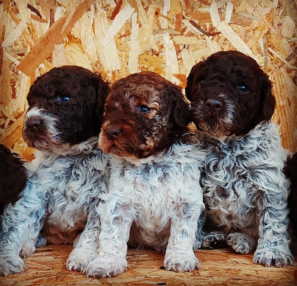 Lagotto-Romagnolo-stenci