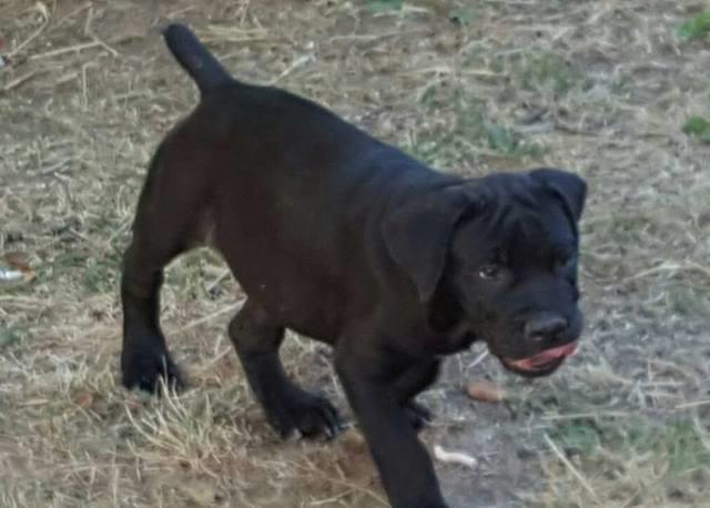 Cane-Corso-stenci