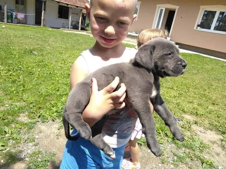 Cane-Corso