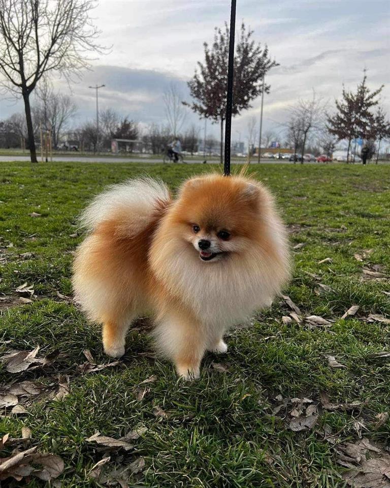 Pomeranac-