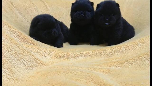 Chow-Chow--crni-stenci