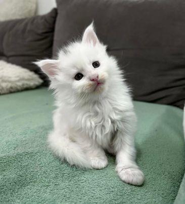 Maine-Coon-mace-