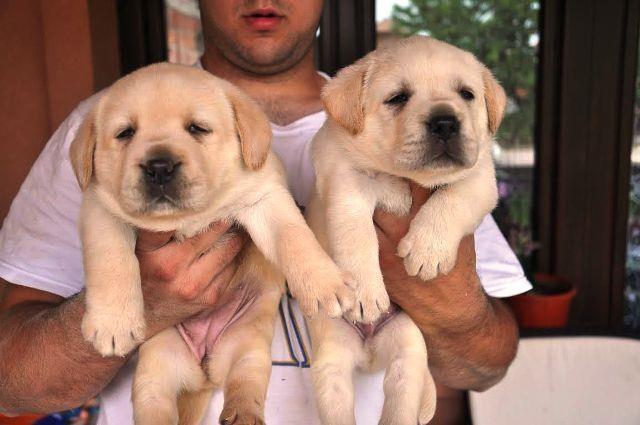 Labrador Retriver, beli stenci