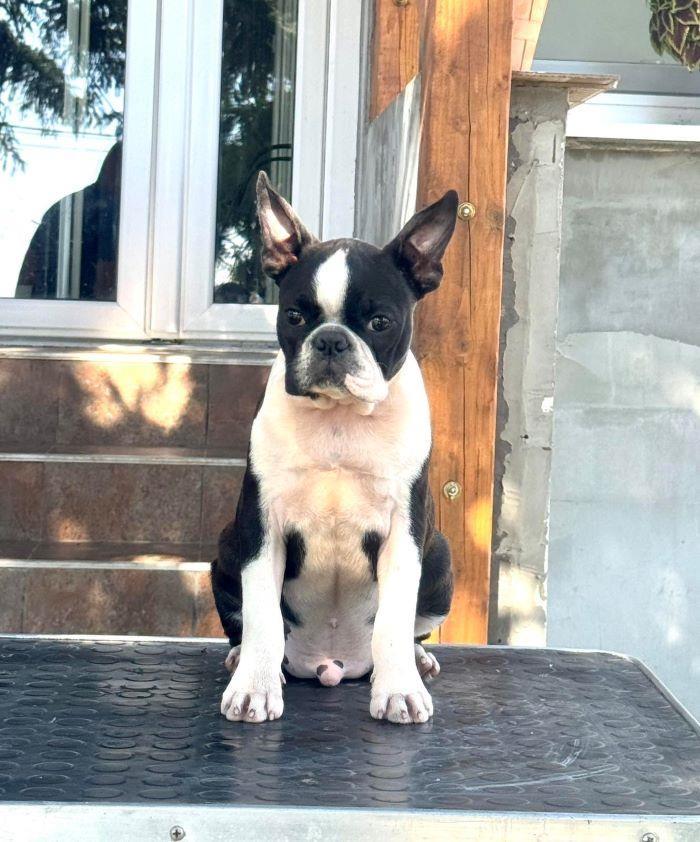Boston-terrier-stenci