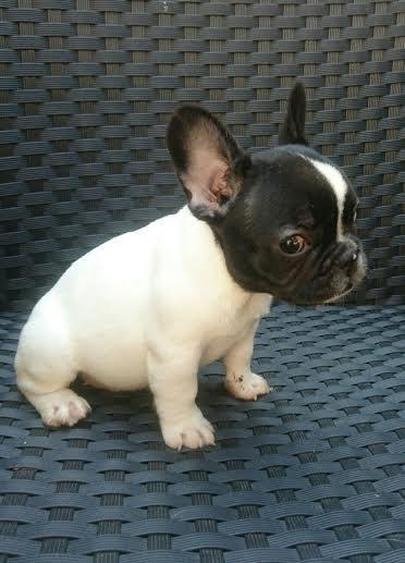 Francuski-Buldog-