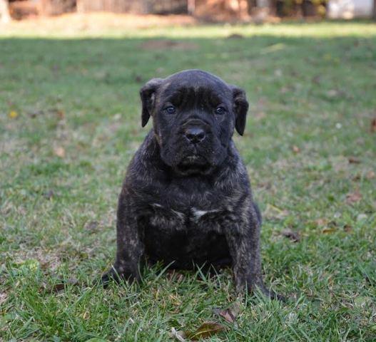 Cane-Corso-štenci-