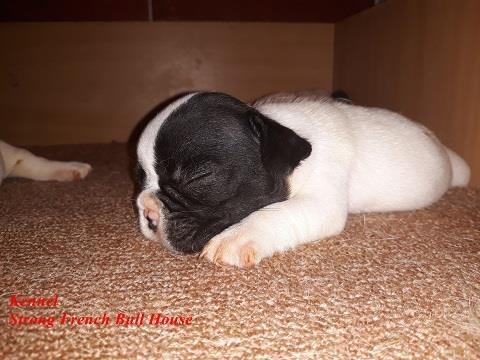 Francuski-buldog-stenci-