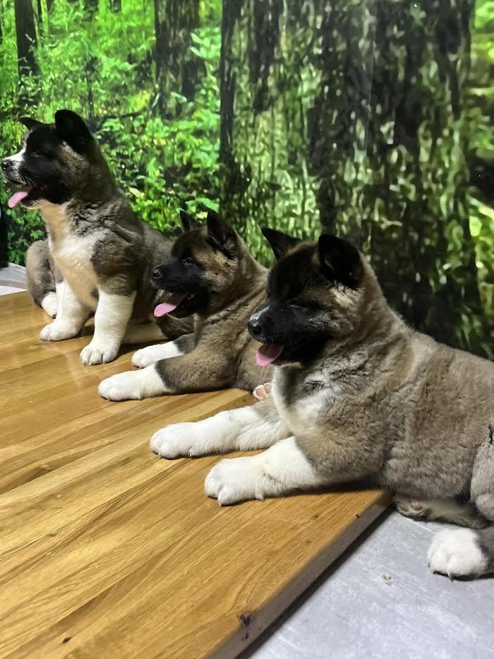 Američka-akita
