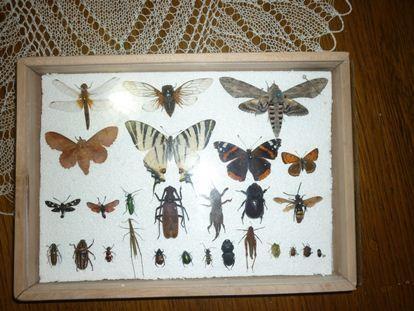 INSEKTARIJUM