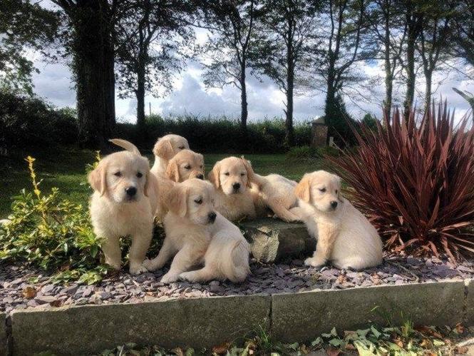 Prekrasna zdrava BOGA RETRIEVER štenad