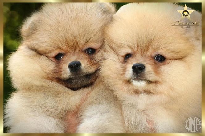 Pomeranski spic Pomeranac