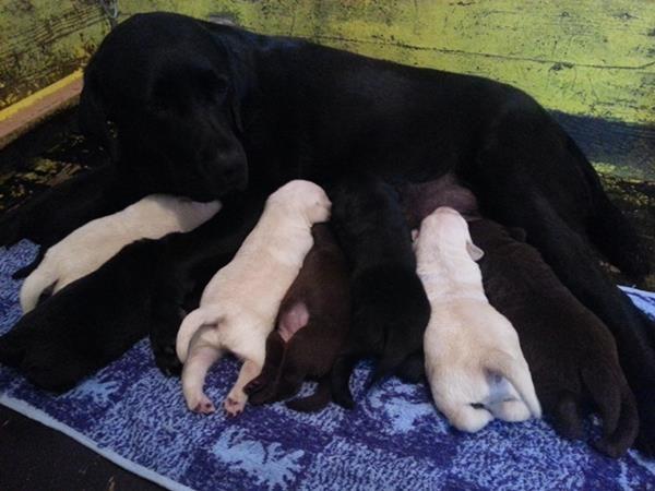 Labrador retriver stenad