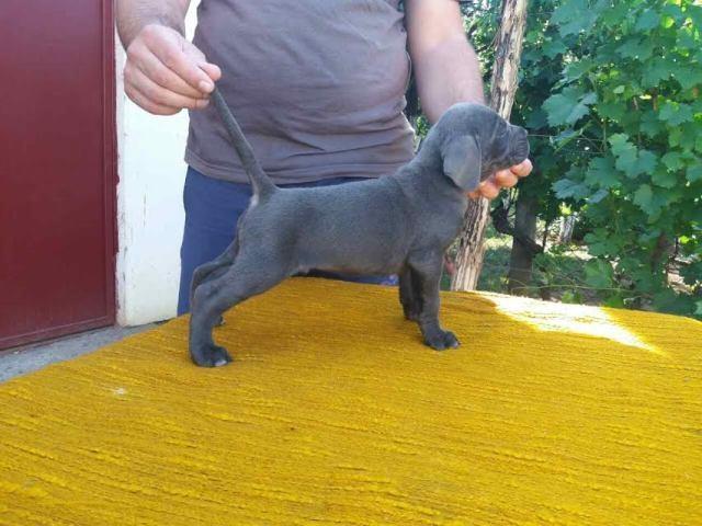 Cane-Corso-štenci-