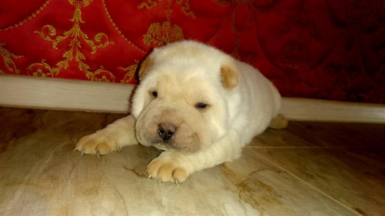 Shar-Pei