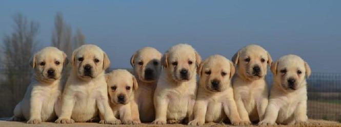 LABRADOR retriver, prelepi stenci  