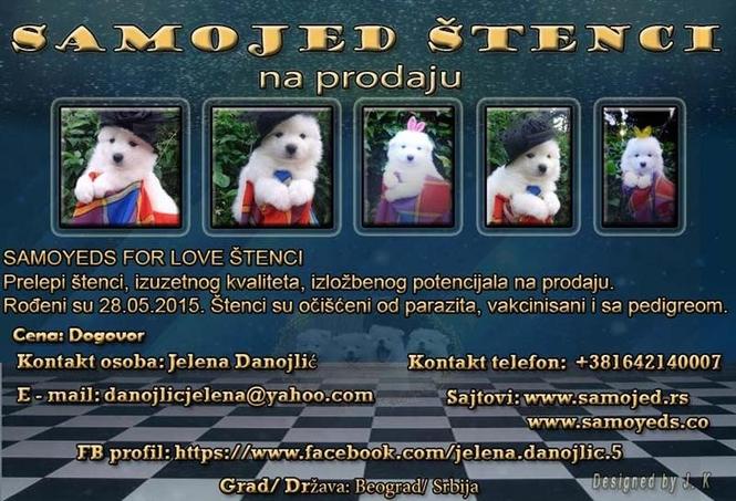 Samojed štenci 