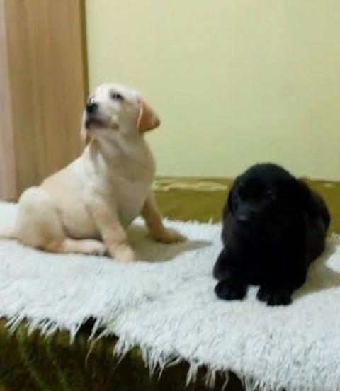 Labrador-retriver---štenci