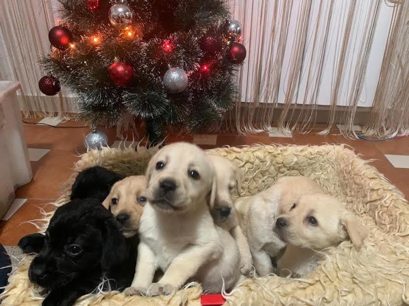 Štenci-labrador-retrivera-