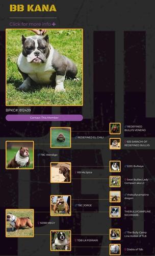 American bully štenci