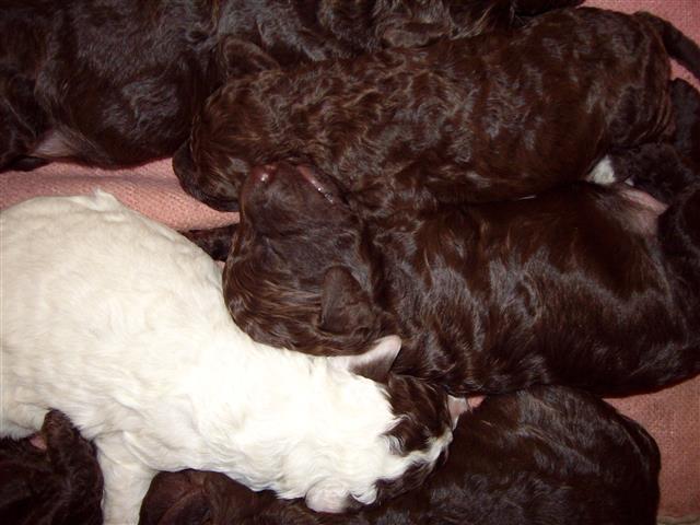 Stenci-lagotto-romagnolo