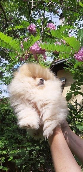 Pomeranac
