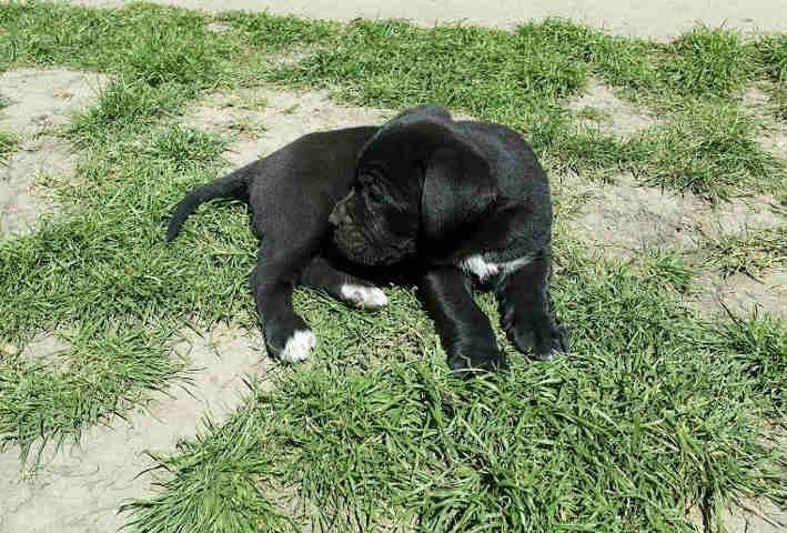 CANE-CORSO-stenci--dobrog-porekla