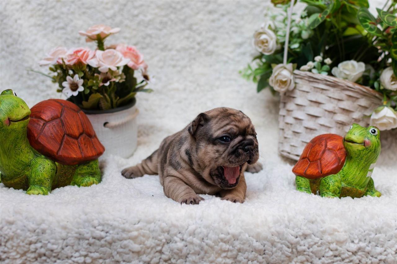 Francuski-buldog-