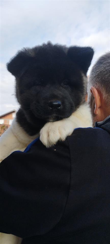 Američka-Akita-štenci