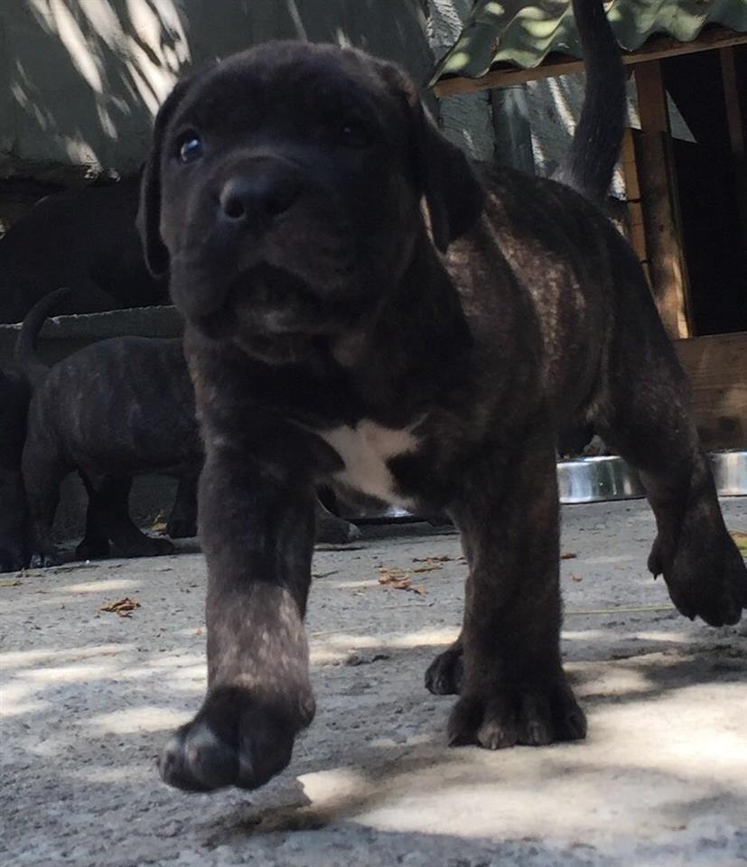 Cane-corso-super-papy