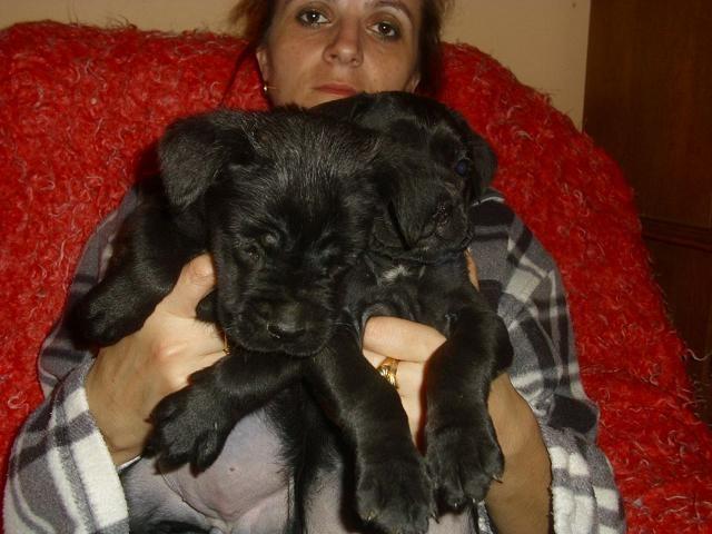 Cane-Corso---vrhunske-zenkice