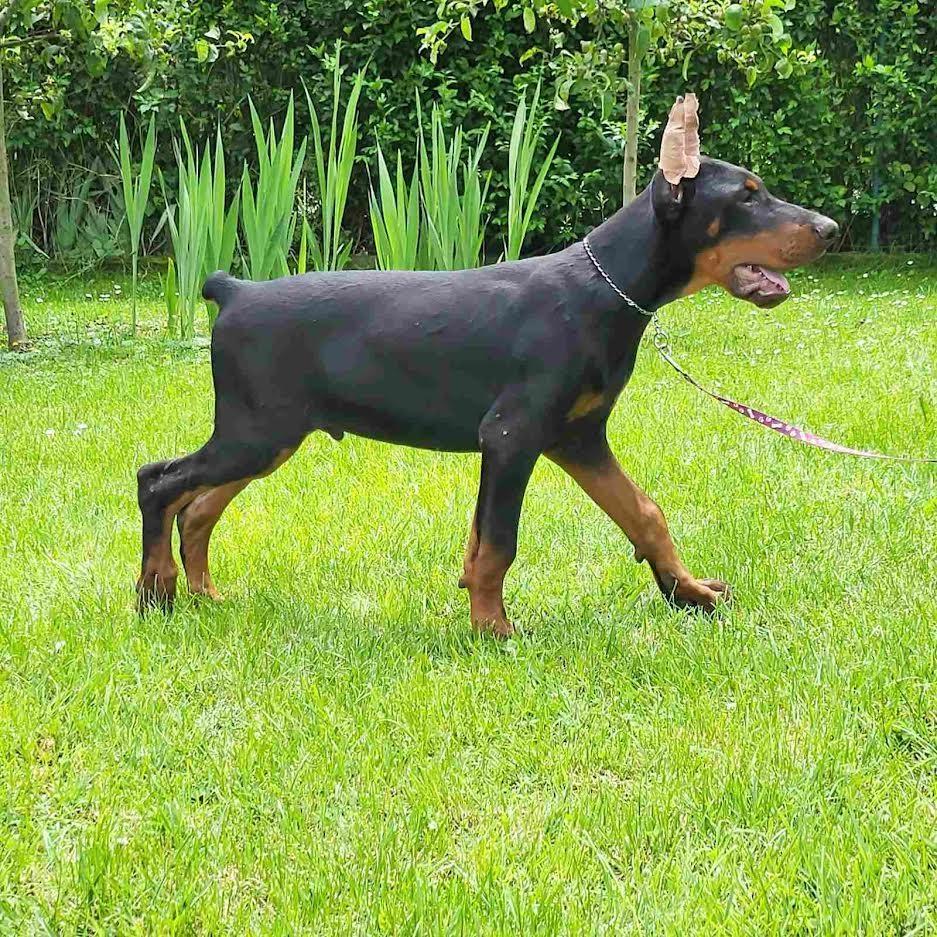 Doberman-stenci