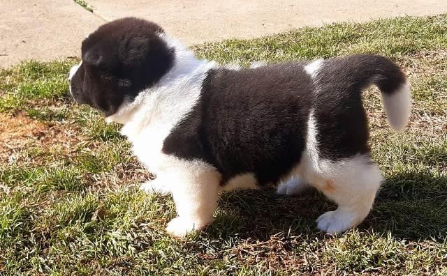 Američka-Akita--štenci