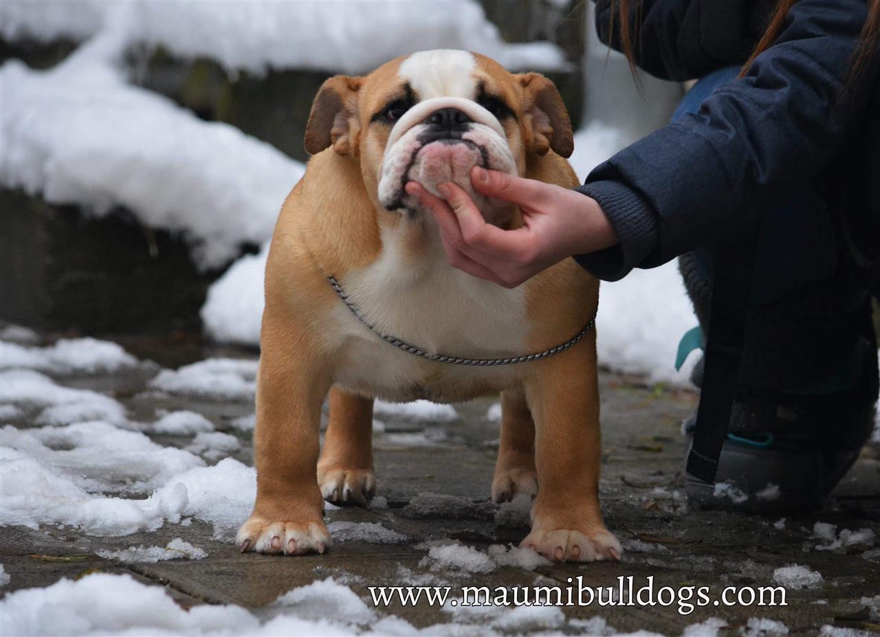 Engleski-Buldog